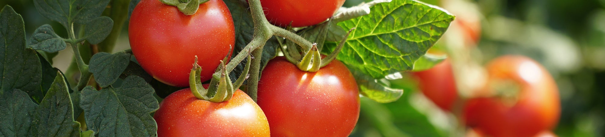 21 Dinge mit Tomaten